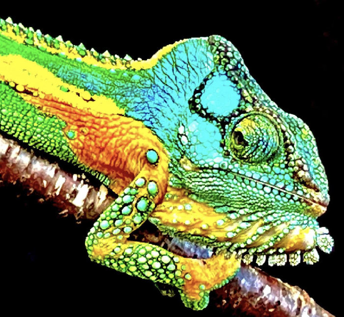 CHAMELEONOLOGY: Chameleon Life History